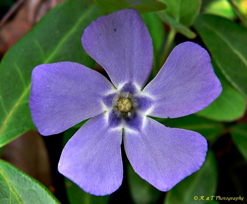 {Vinca minor}